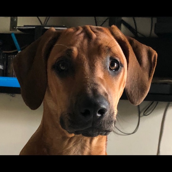 Meet your Posher, Tricia - Picture 1 of 1